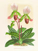 Cypripedium callosum - Jean Jules Linden — artwork view