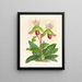 Cypripedium callosum - Jean Jules Linden — framed artwork on a wall