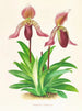 Cypripedium fraseri - Jean Jules Linden — vista de la obra