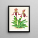 Cypripedium fraseri - Jean Jules Linden — cuadro enmarcado en la pared