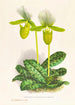 Cypripedium lawrenceanum var hyeanum - Jean Jules Linden — vista de la obra