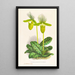 Cypripedium lawrenceanum var hyeanum - Jean Jules Linden — cuadro enmarcado en la pared