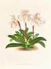 Cypripedium microchilum - Jean Jules Linden — vista de la obra