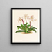 Cypripedium microchilum - Jean Jules Linden — cuadro enmarcado en la pared