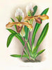 Cypripedium brillante - Jean Jules Linden — vista de la obra