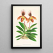 Cypripedium oenanthum superbum - Jean Jules Linden — cuadro enmarcado en la pared