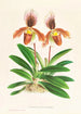 Cypripedium oenanthum superbum - Jean Jules Linden — vista de la obra