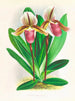 Cypripedium orphanum - Jean Jules Linden — vista de la obra