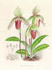 Cypripedium fier - Jean Jules Linden — vista de la obra