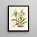 Cypripedium fier - Jean Jules Linden — cuadro enmarcado en la pared