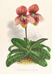 Cypripedium tessellatum - Jean Jules Linden — vista de la obra