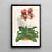 Cypripedium tessellatum - Jean Jules Linden — cuadro enmarcado en la pared