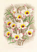 Dendrobium Falconeri - Jean Jules Linden — vista de la obra