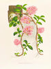 Dendrobium bracteosum - Jean Jules Linden — vista de la obra