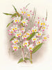 Dendrobium del Devónico - Jean Jules Linden — vista de la obra