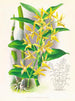 Dendrobium mirbelianum - Jean Jules Linden — artwork view