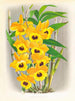 Dendrobium paxtoni - Jean Jules Linden — vista de la obra