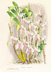 Dendrobium stratiotes - Jean Jules Linden — vista de la obra
