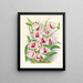 Dendrobium superbum var. - Jean Jules Linden — framed artwork on a wall