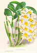 Dendrobium thyrsiflorum - Jean Jules Linden — vista de la obra