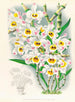 Dendrobium wardianum - Jean Jules Linden — vista de la obra