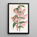 Epidendrum Paniculatum - Jean Jules Linden — cuadro enmarcado en la pared