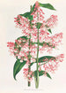 Epidendrum Paniculatum - Jean Jules Linden — vista de la obra