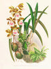 Épidendrum atropurpureum - Jean Jules Linden — vista de la obra