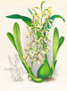 Épidendrum prismatocarpum - Jean Jules Linden — vista de la obra