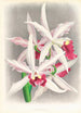 Laelia elegans - Jean Jules Linden — vista de la obra