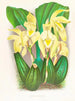 Lycaste costata - Jean Jules Linden — vista de la obra