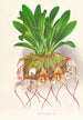 Masdevallia Roezli - Jean Jules Linden — vista de la obra