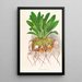 Masdevallia Roezli - Jean Jules Linden — cuadro enmarcado en la pared
