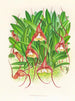Masdevallia bella - Jean Jules Linden — artwork view
