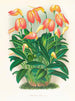 Masdevallia est fougueux - Jean Jules Linden — vista de la obra