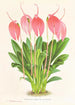 Masdevallia lindeni var grandiflora - Jean Jules Linden — artwork view