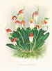 Masdevallia reichenbachiana - Jean Jules Linden — vista de la obra