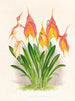 Masdevallia veitchiana - Jean Jules Linden — vista de la obra