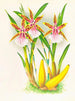Miltonia blunti - Jean Jules Linden — vista de la obra