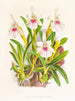 Miltonia es espectacular - Jean Jules Linden — vista de la obra