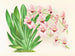 Miltonia vexillaria - Jean Jules Linden — vista de la obra