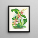 Odontoglossum hastilabium - Jean Jules Linden — framed artwork on a wall