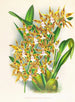 Odontoglossum boddaertianum - Jean Jules Linden — artwork view