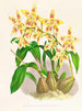 Odontoglossum coradinei var. grandiflorum - Jean Jules Linden — artwork view