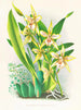 Odontoglossum duvivierianus - Jean Jules Linden — artwork view