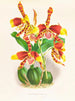 Odontoglossum grande - Jean Jules Linden — vista de la obra
