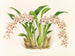 Odontoglossum lucianianum - Jean Jules Linden — artwork view