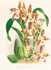 Odontoglossum luteopurpureum - Jean Jules Linden — vista de la obra