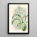 Odontoglossum ramosissimum - Jean Jules Linden — framed artwork on a wall