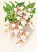 Odontoglossum rubescens - Jean Jules Linden — artwork view